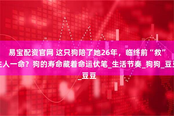 易宝配资官网 这只狗陪了她26年，临终前“救”主人一命？狗的寿命藏着命运伏笔_生活节奏_狗狗_豆豆